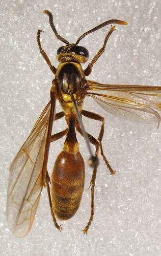Réf. 245 447 : Apoica pallida